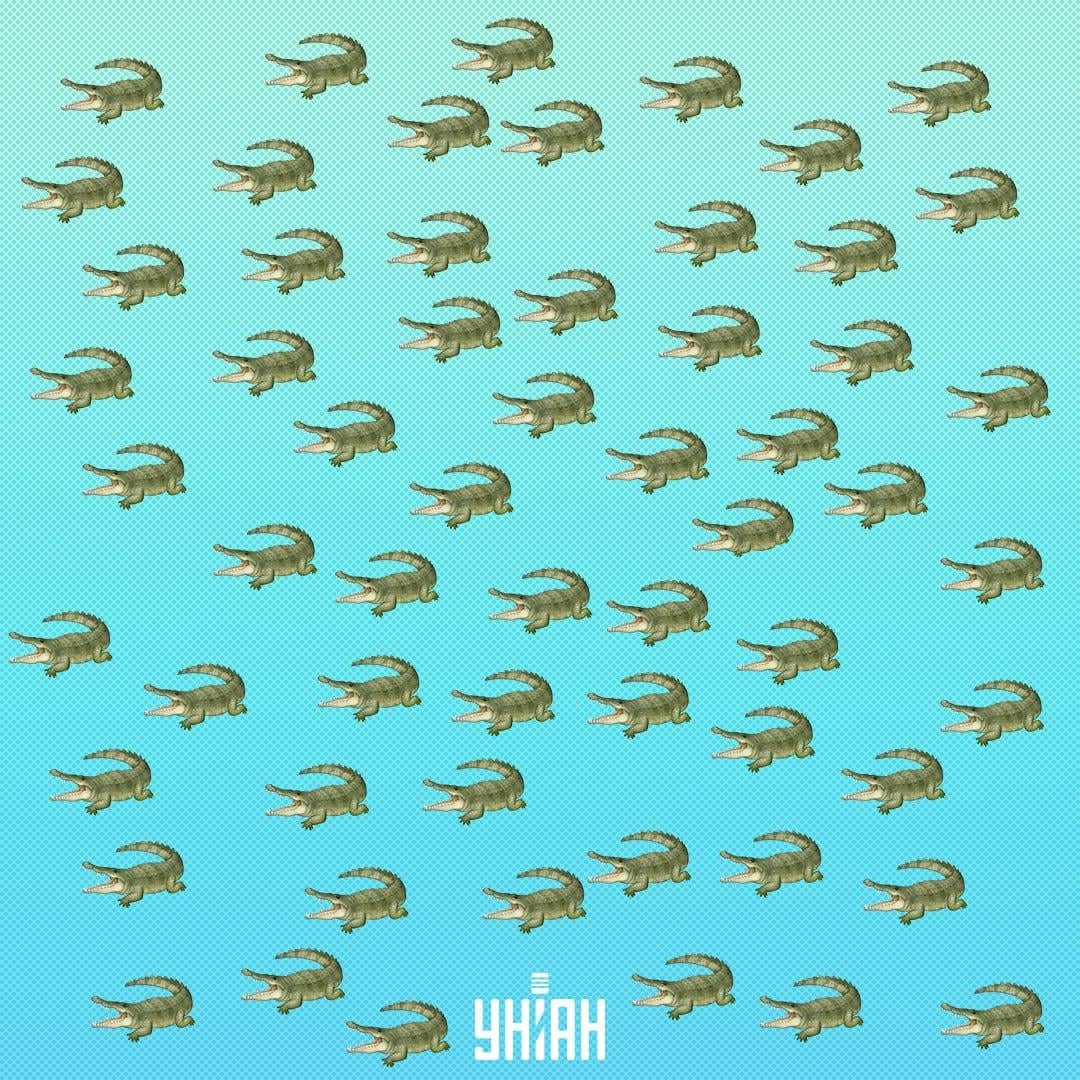 Das Reptil ist versteckt, aber Sie sollten es in 15 Sekunden sehen / Collage Moje