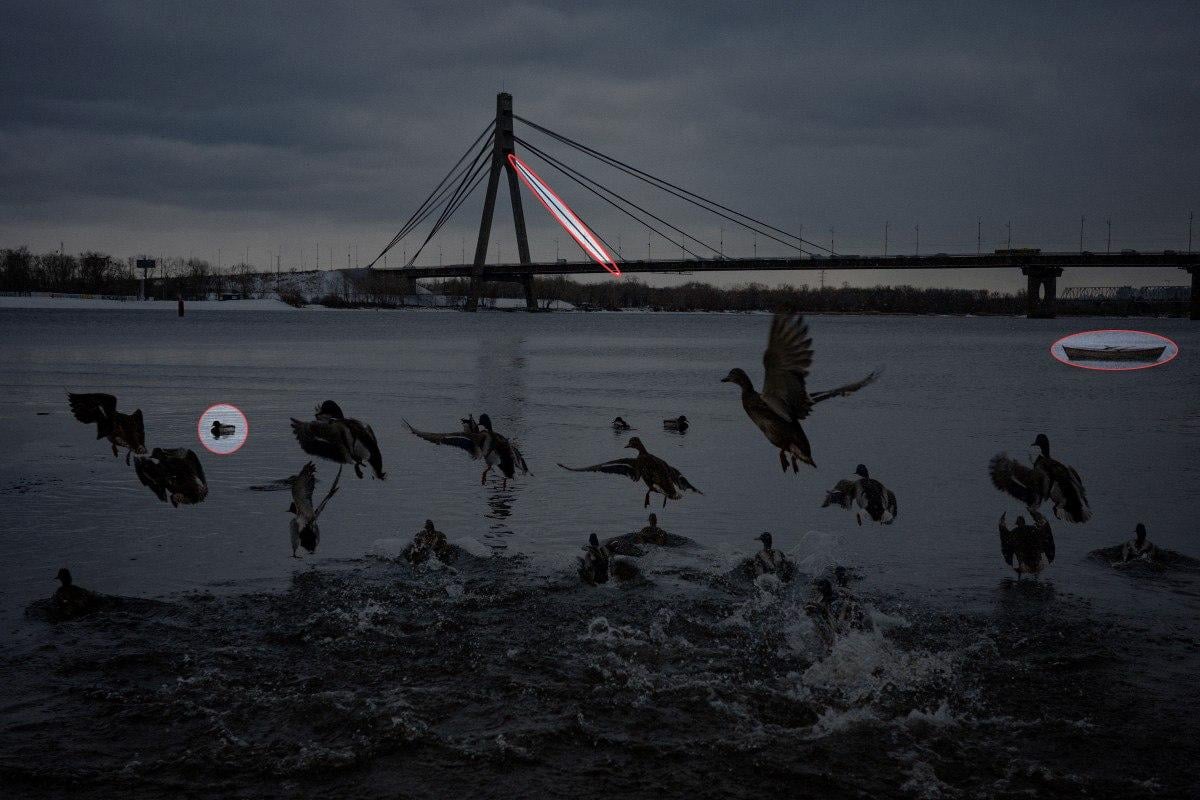 Finde 3 Unterschiede auf dem Foto mit Enten in 10 Sekunden: erstaunliches Rätsel