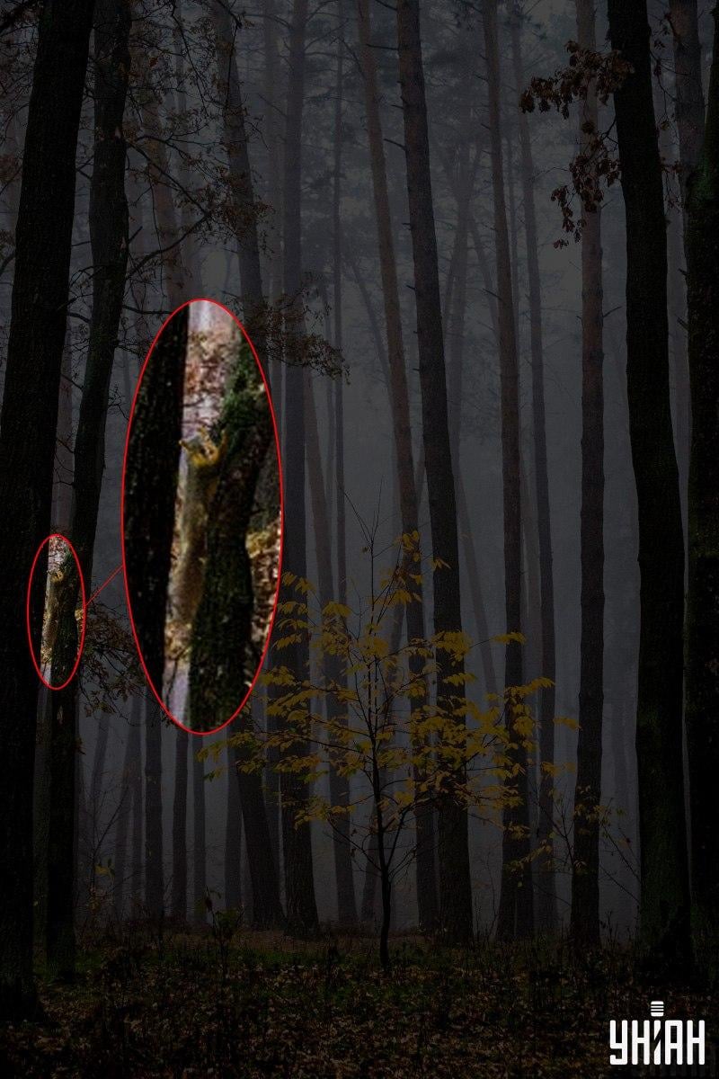 Nur 2 % der Menschen können ein Eichhörnchen im Wald in 12 Sekunden finden: eine erstaunliche optische Täuschung