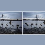 Finde 3 Unterschiede in einem Foto von Enten in 10