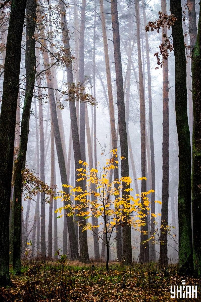 Nur 2 % der Menschen können ein Eichhörnchen im Wald in 12 Sekunden finden: eine erstaunliche optische Täuschung